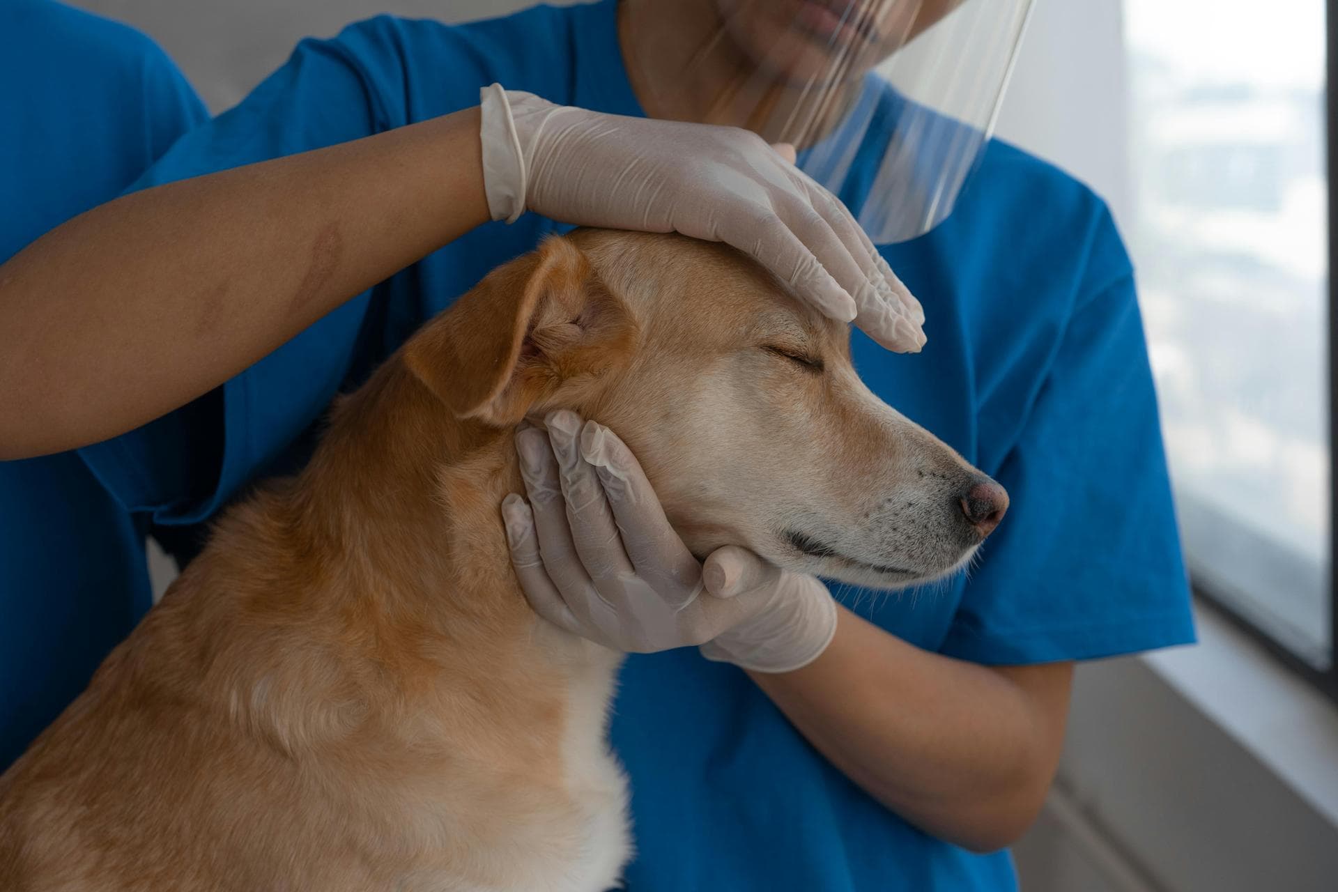 Best Vets in Poland