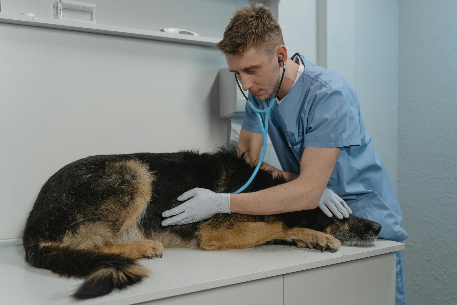 Best Vets in North Berwick